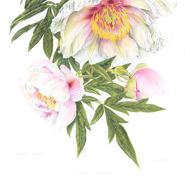Pivoine Hélène Martin aquarelle botanique
