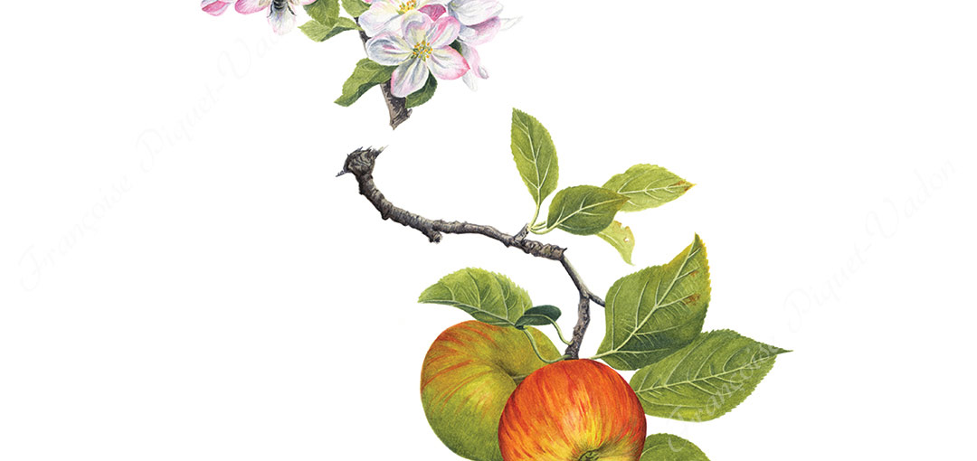 Pommes Reine des Reinettes aquarelle botanique