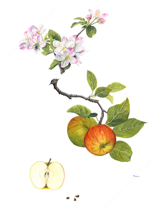 Pommes Reine des Reinettes aquarelle botanique