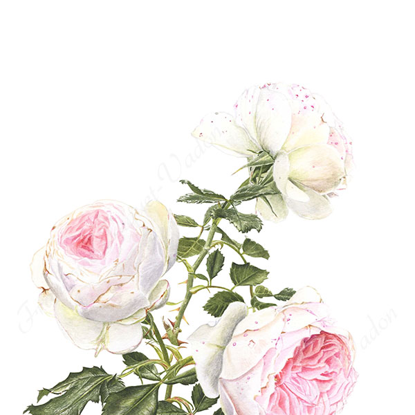 Rose Pashmina aquarelle botanique