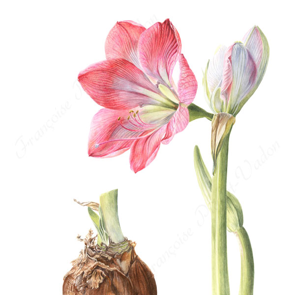Amaryllis aquarelle botanique