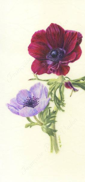 Anémones de Caen aquarelle botanique