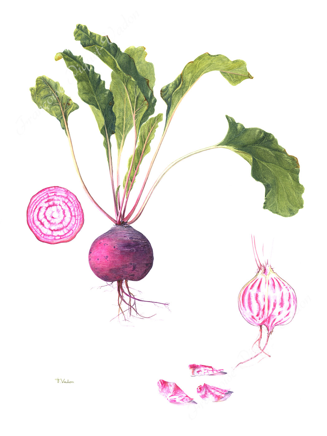 Betterave Chioggia aquarelle botanique