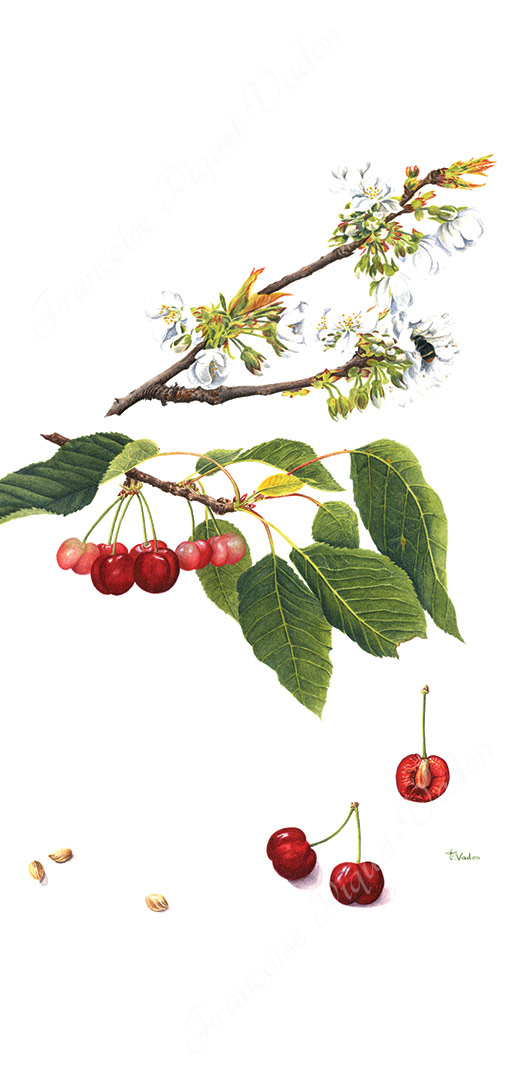 Cerises burlat aquarelle botanique