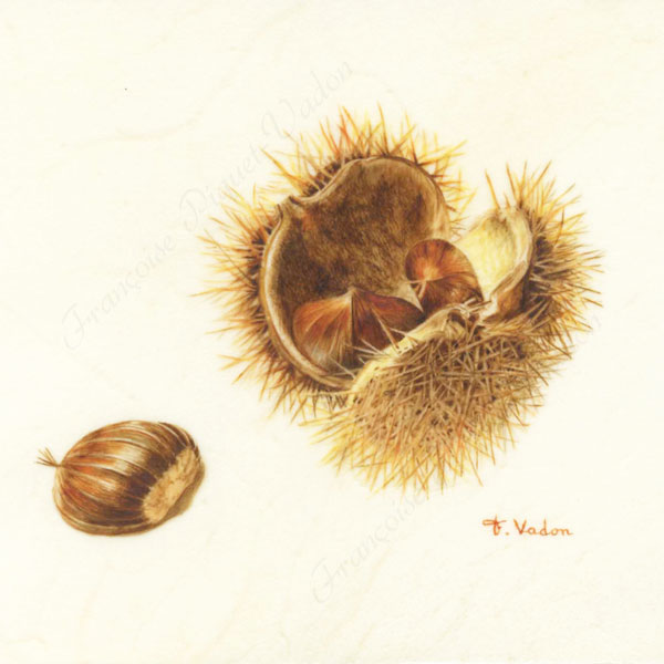 Châtaignes aquarelle botanique
