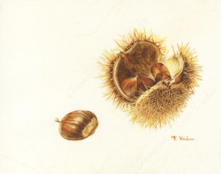 Châtaignes aquarelle botanique