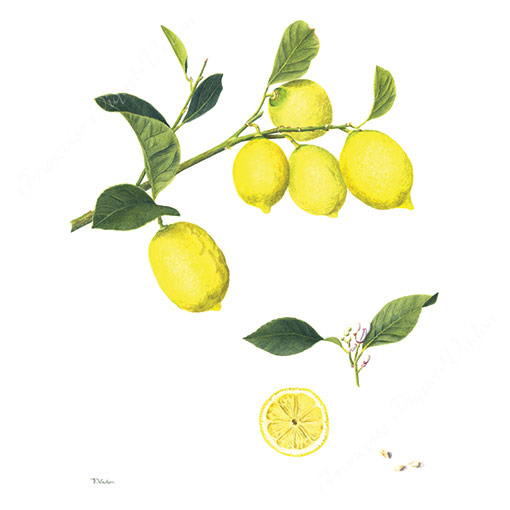 Citrons aquarelle botanique