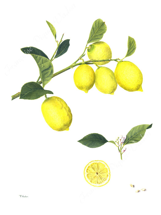 Citrons aquarelle botanique