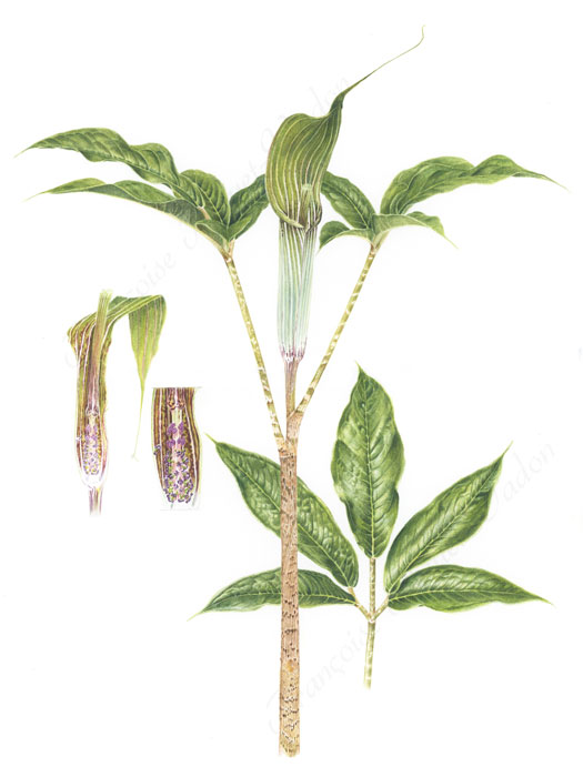 Arisaema Decipiens aquarelle botanique