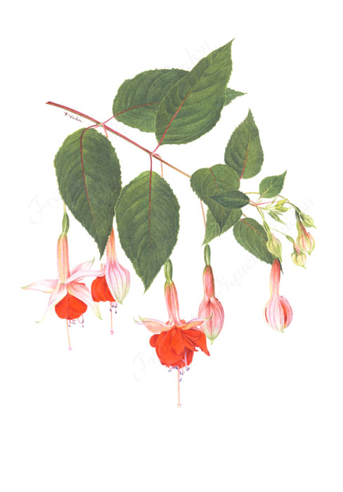 Fuchsia Walz aquarelle botanique