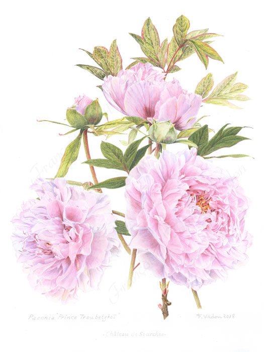 Pivoine Princesse Troubestkoy aquarelle botanique