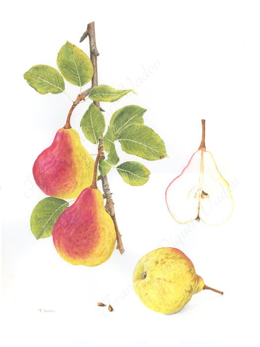 Poire à Côte d'Or aquarelle botanique