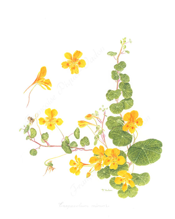 Tropaeolum minus aquarelle botanique