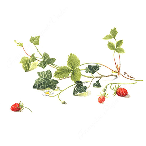 Composition fraise et lière aquarelle botanique