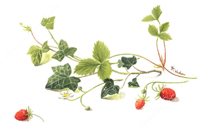 Composition fraise et lière aquarelle botanique