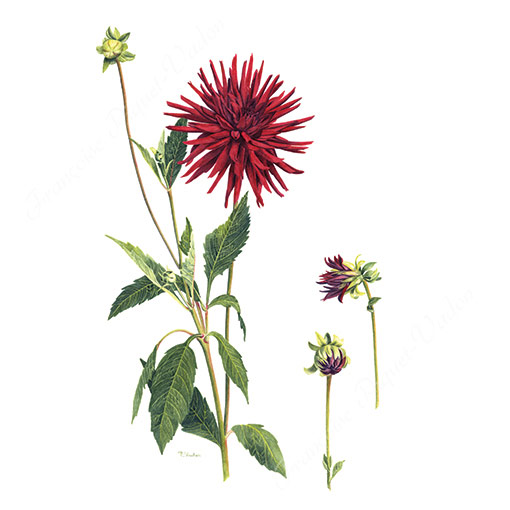 Dahlia Nuit d'été aquarelle botanique