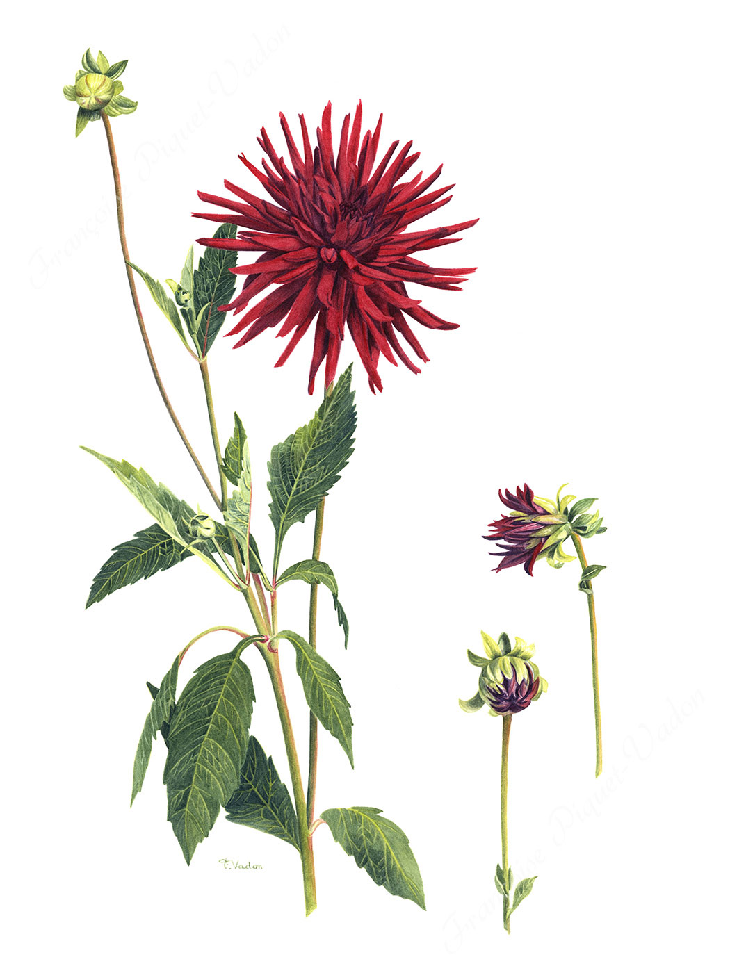 Dahlia Nuit d'été aquarelle botanique