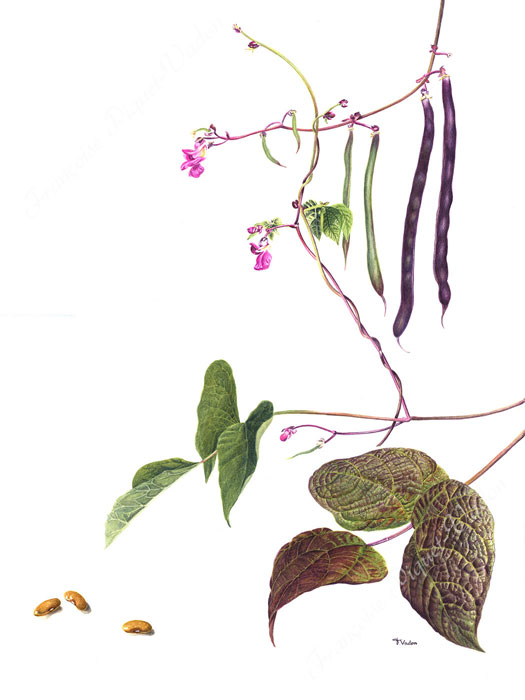 Haricot Blauhilde aquarelle botanique