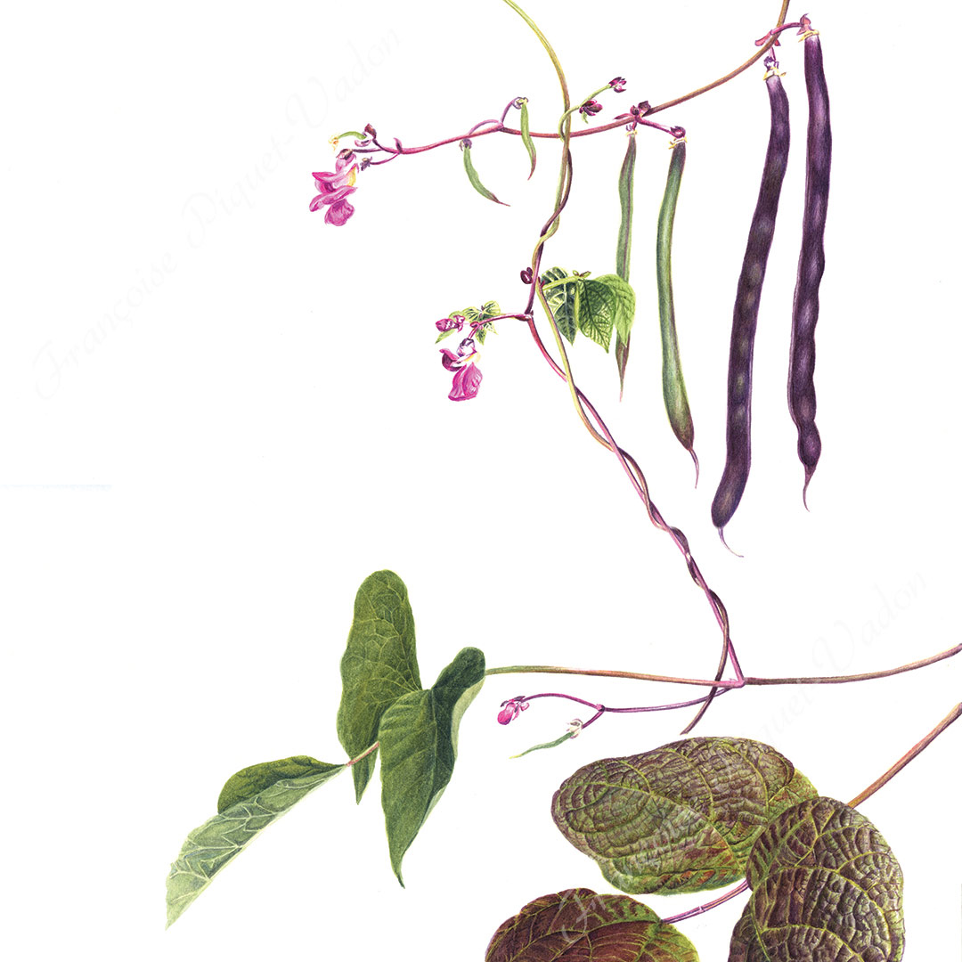 Haricot Blauhilde aquarelle botanique