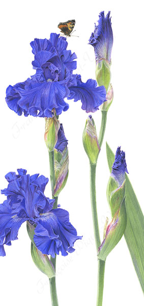 Iris Indigo Princess aquarelle botanique