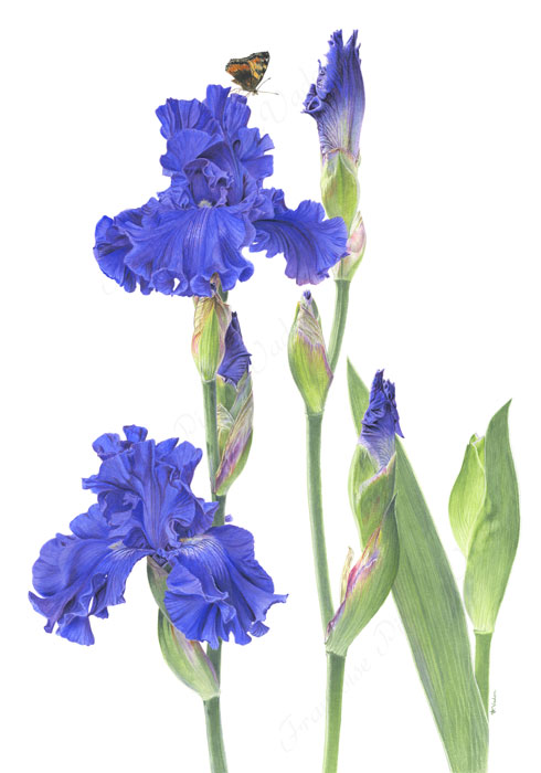 Iris Indigo Princess aquarelle botanique