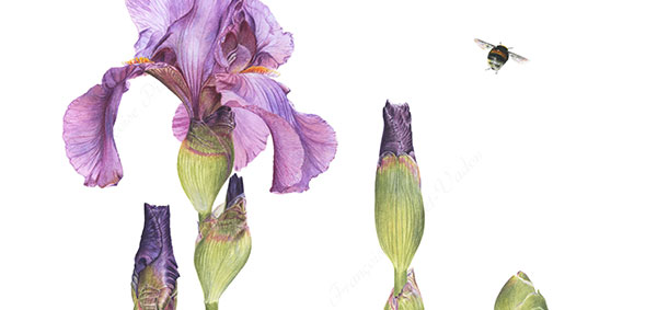 Iris Windsor Rose aquarelle botanique