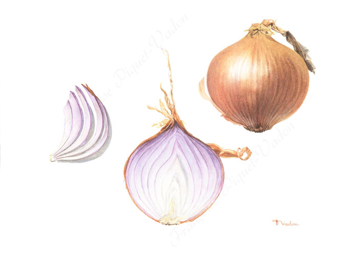 Oignon de Roscoff aquarelle botanique