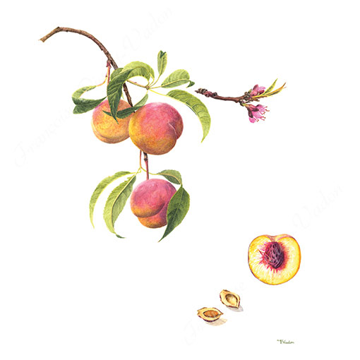 Pêche aquarelle botanique