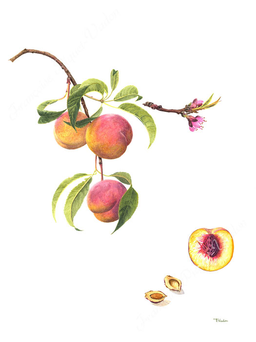 Pêche aquarelle botanique