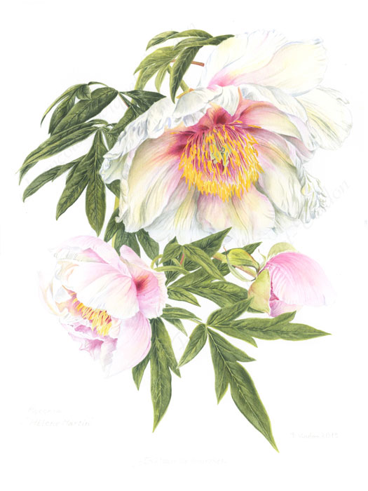 Pivoine Hélène Martin aquarelle botanique