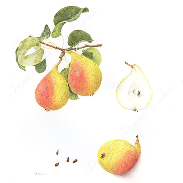 Poire Fisée aquarelle botanique