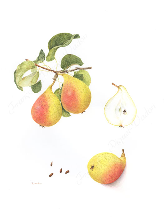 Poire Fisée aquarelle botanique