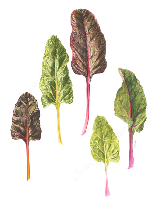 Poirées multicolores aquarelle botanique