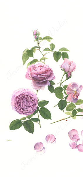 Rose Louise Audier aquarelle botanique