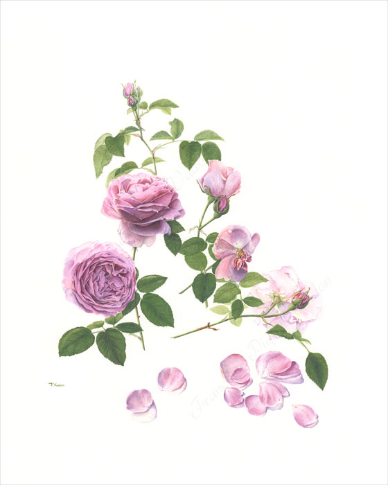 Rose Louise Audier aquarelle botanique