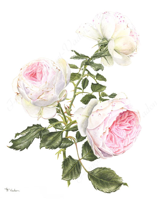 Rose Pashmina aquarelle botanique