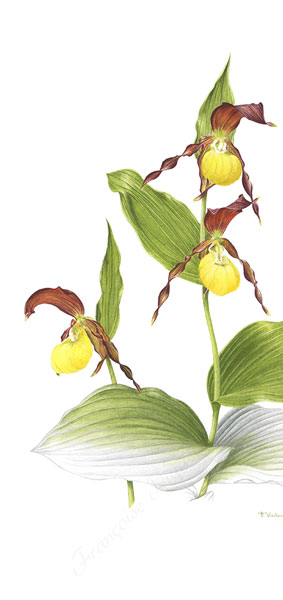 Sabot de Vénus aquarelle botanique
