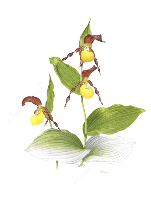 Sabot de Vénus aquarelle botanique