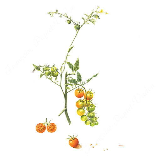 Tomate Sungold aquarelle botanique