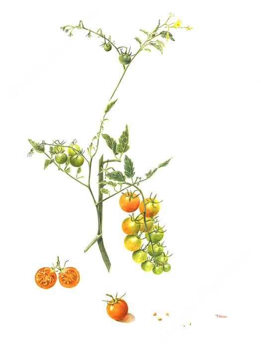Tomate Sungold aquarelle botanique