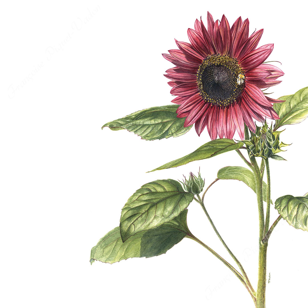 Tournesol Prado Red aquarelle botanique