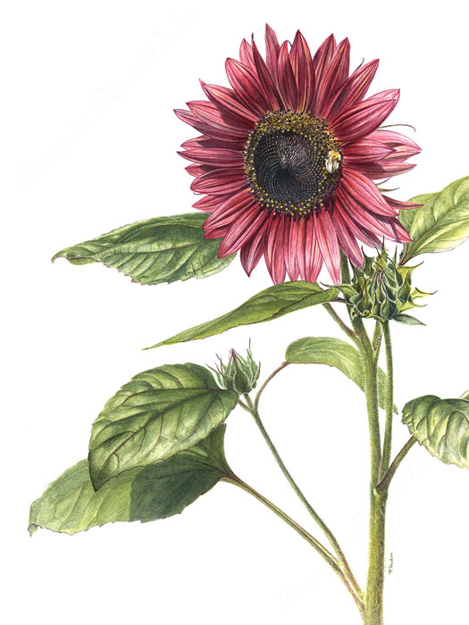 Tournesol Prado Red aquarelle botanique