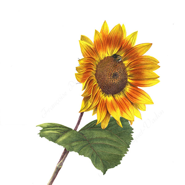 Tournesol jaune aquarelle botanique