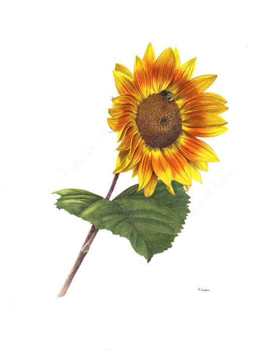 Tournesol jaune aquarelle botanique
