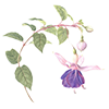 pictogramme fleur