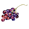 pictogramme fruit