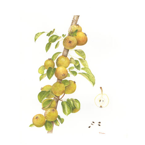 poire carisi
