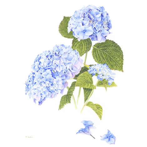 hortensia
