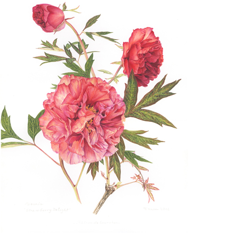 pivoine strawberry delight