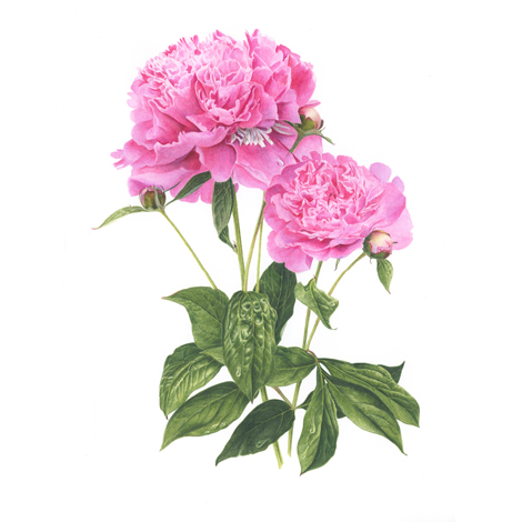 pivoine La France